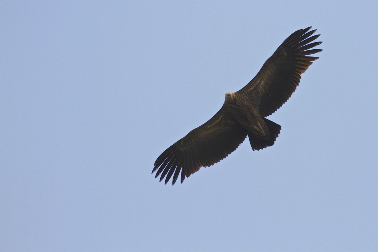 Canon EOS 7D + Canon EF 70-300mm F4-5.6L IS USM sample photo. Bird, flying, blue sky photography
