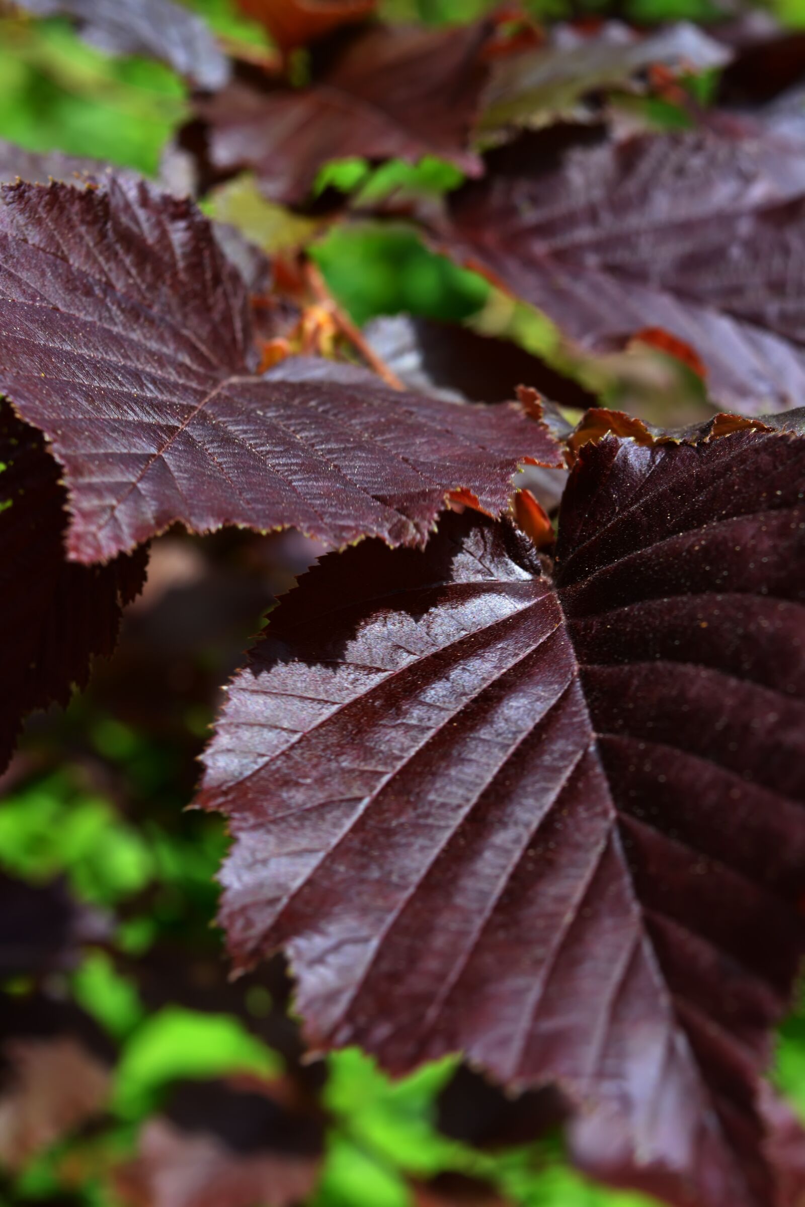 Nikon D5200 sample photo. Branch, spring, garden photography