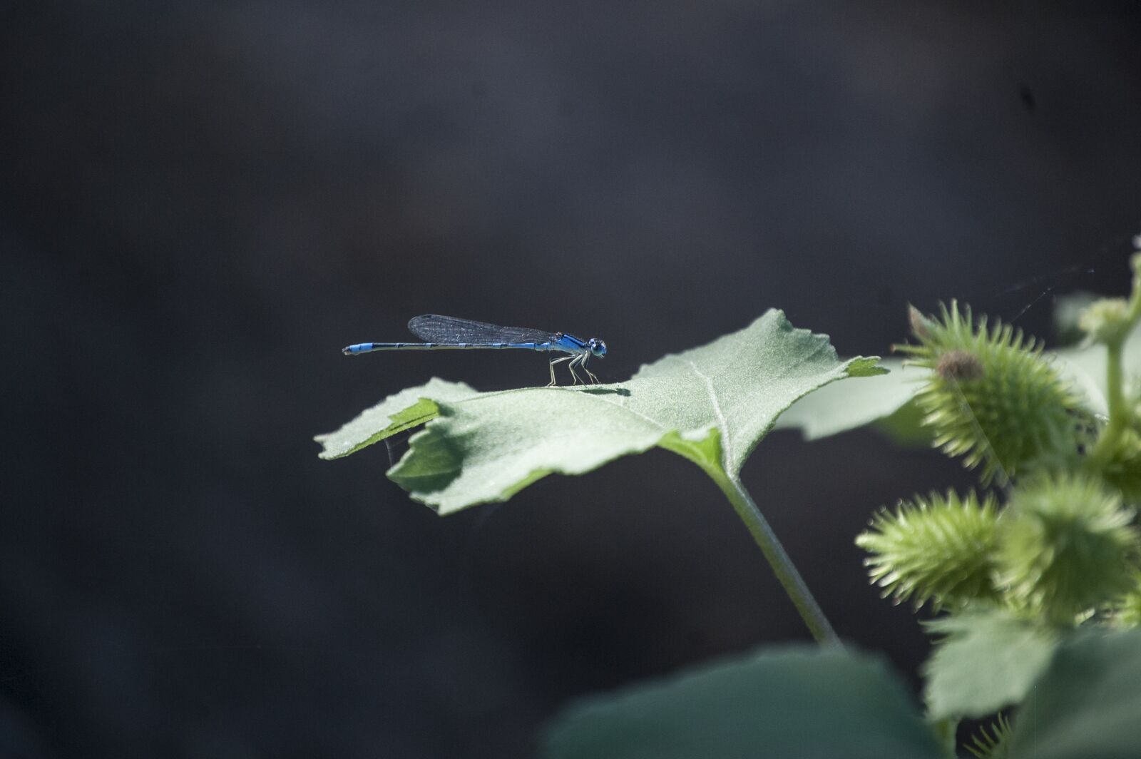 Nikon D40 sample photo. Dragonfly, wing, blue photography