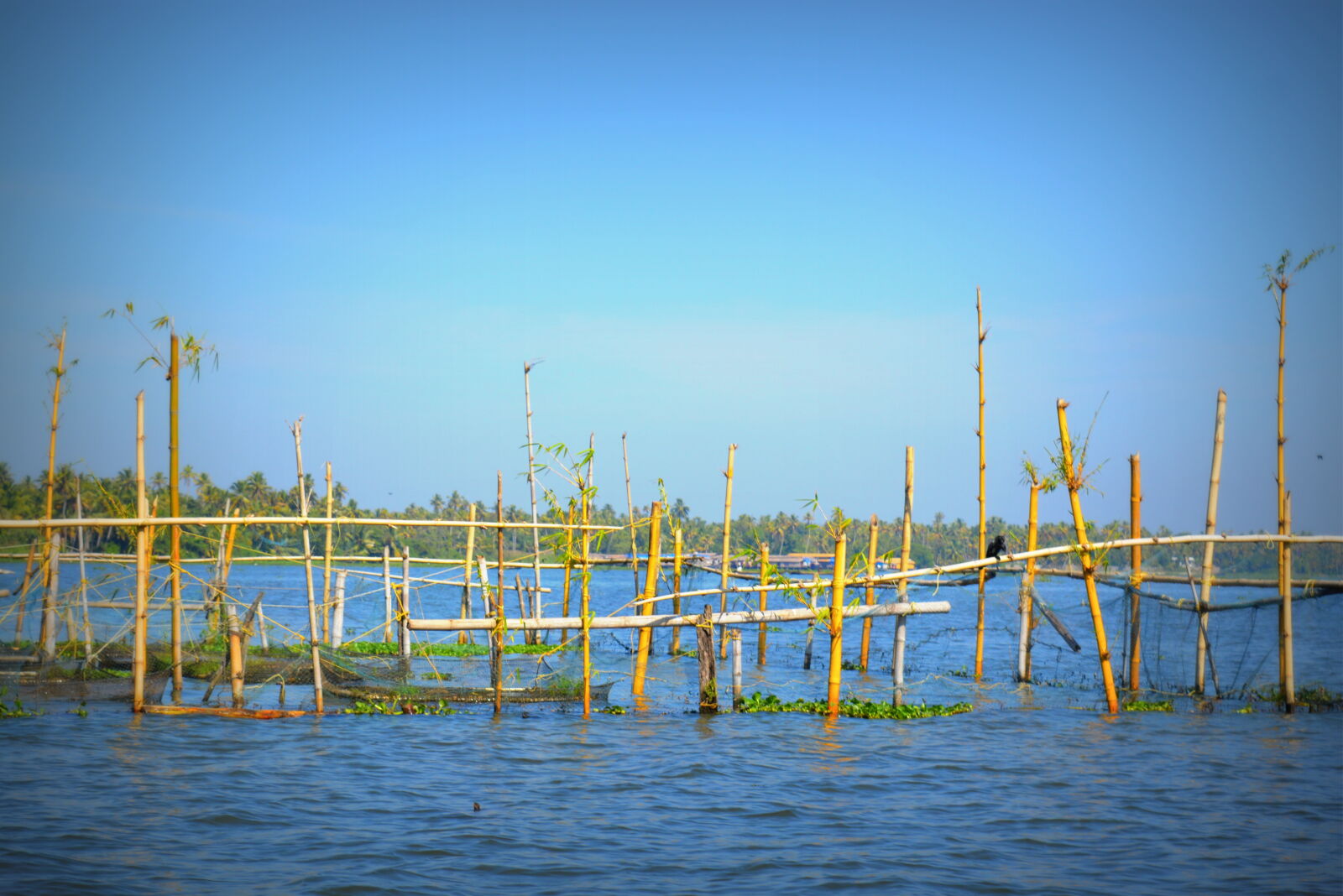 Nikon D3200 sample photo. Backwaters, bamboo, bird, blue photography
