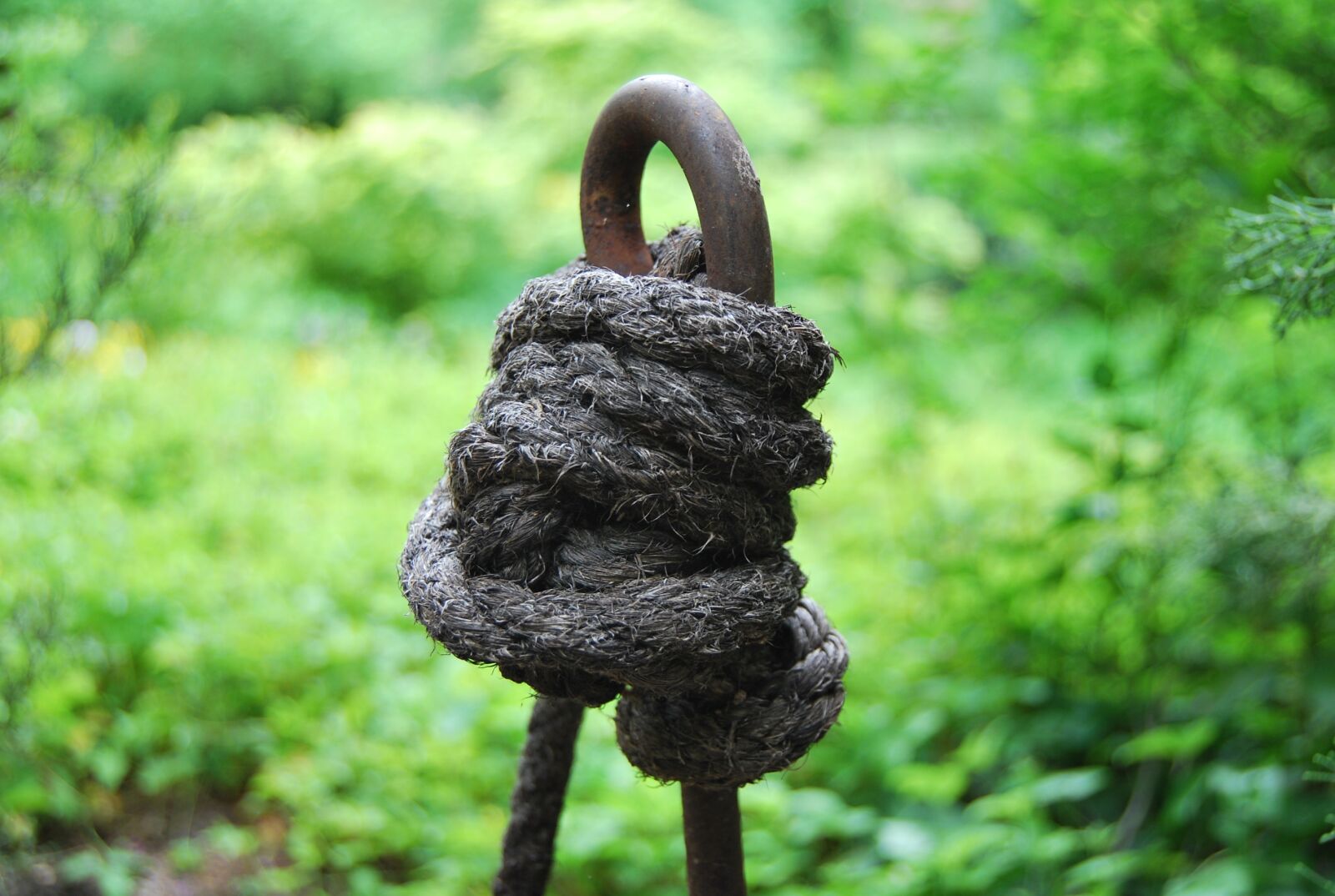 Nikon D60 sample photo. Knot, field, rope photography