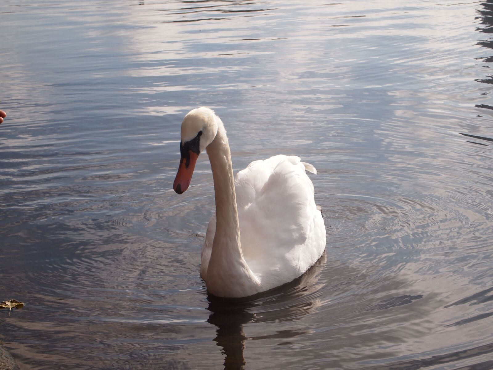 Olympus PEN E-PL1 sample photo. Swan, lake, pond photography
