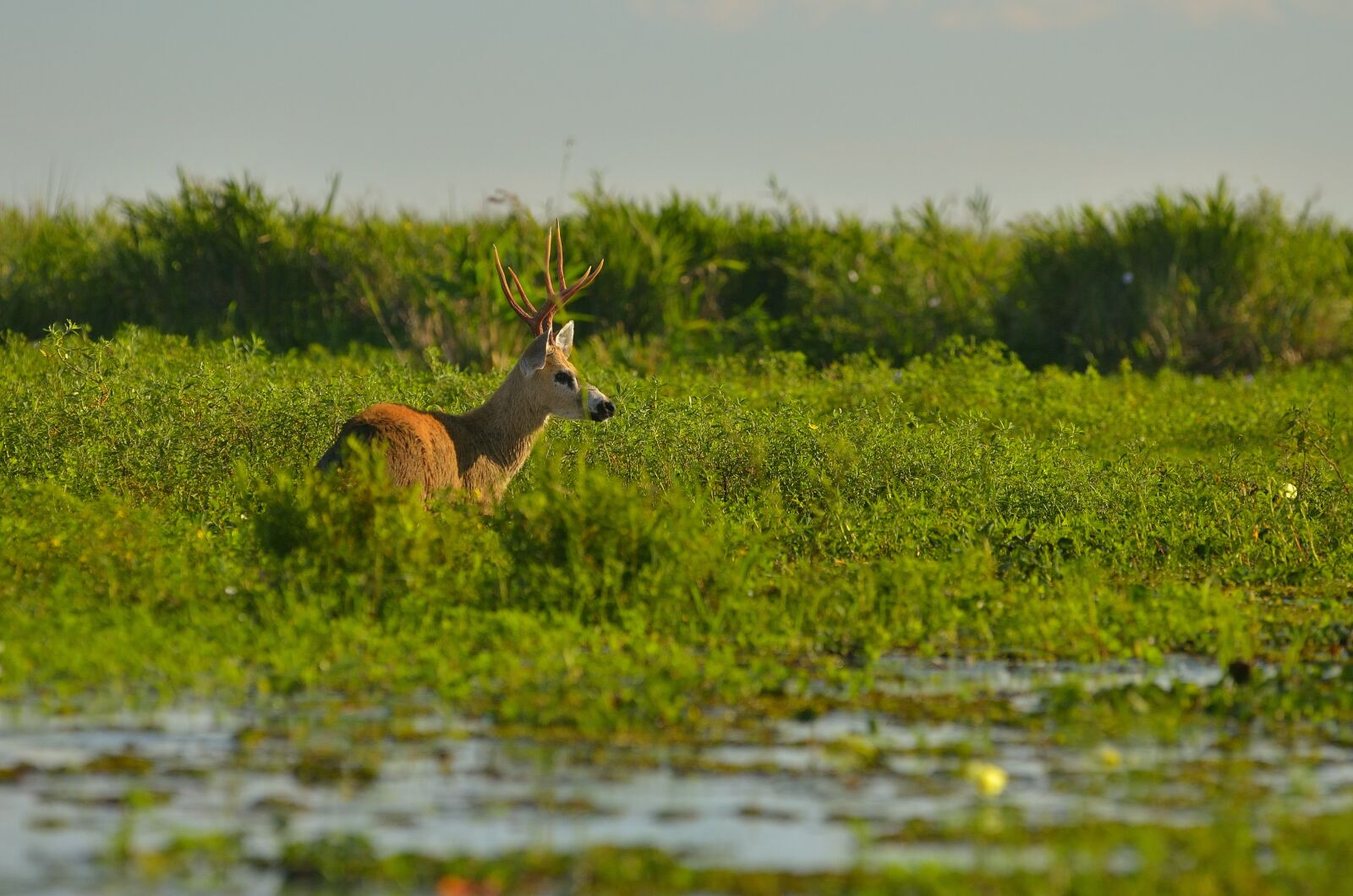 Nikon D5100 sample photo. Animal, antlers, deer photography