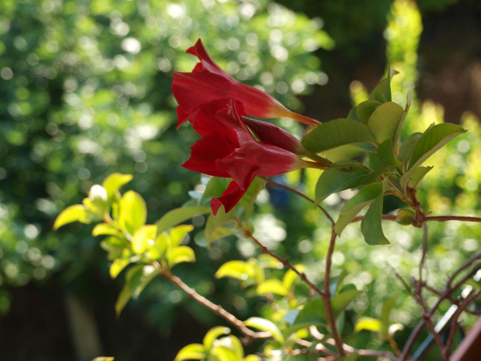 Olympus E-450 (EVOLT E-450) sample photo. Flower, nature, green photography