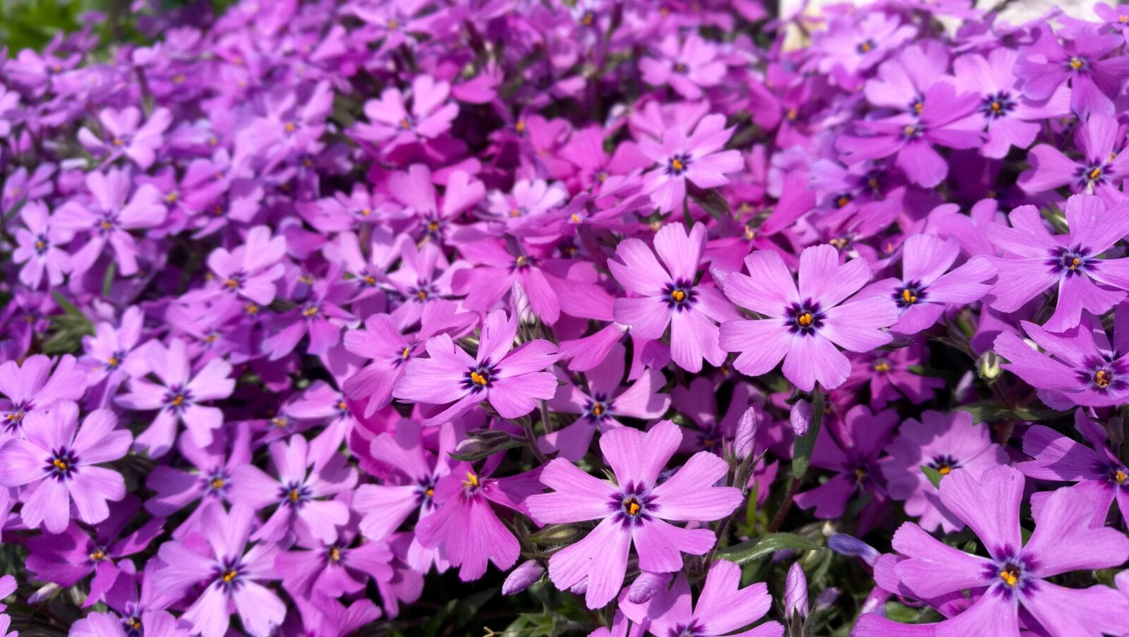 HUAWEI FRD-L02 sample photo. Flowers, purple, flower garden photography