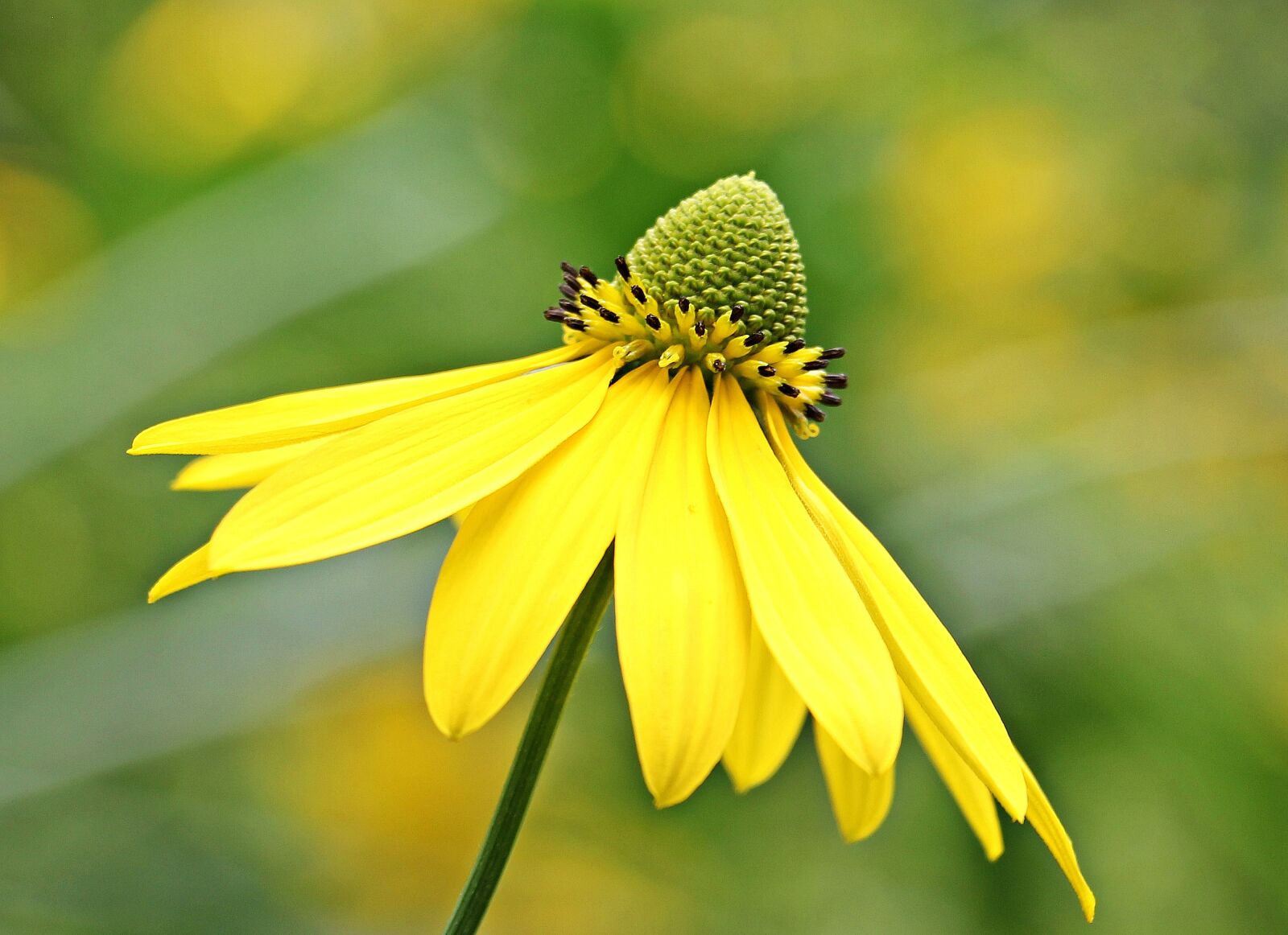 Canon EOS 550D (EOS Rebel T2i / EOS Kiss X4) sample photo. Sun brews, flower, blossom photography