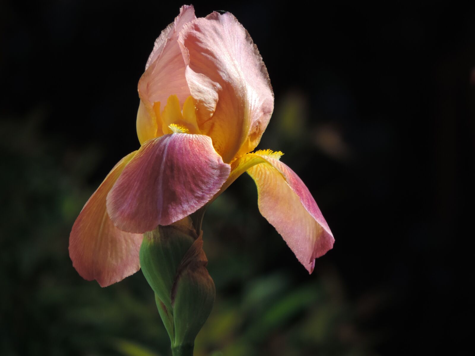 Nikon Coolpix P520 sample photo. Iris, flower, blossom photography