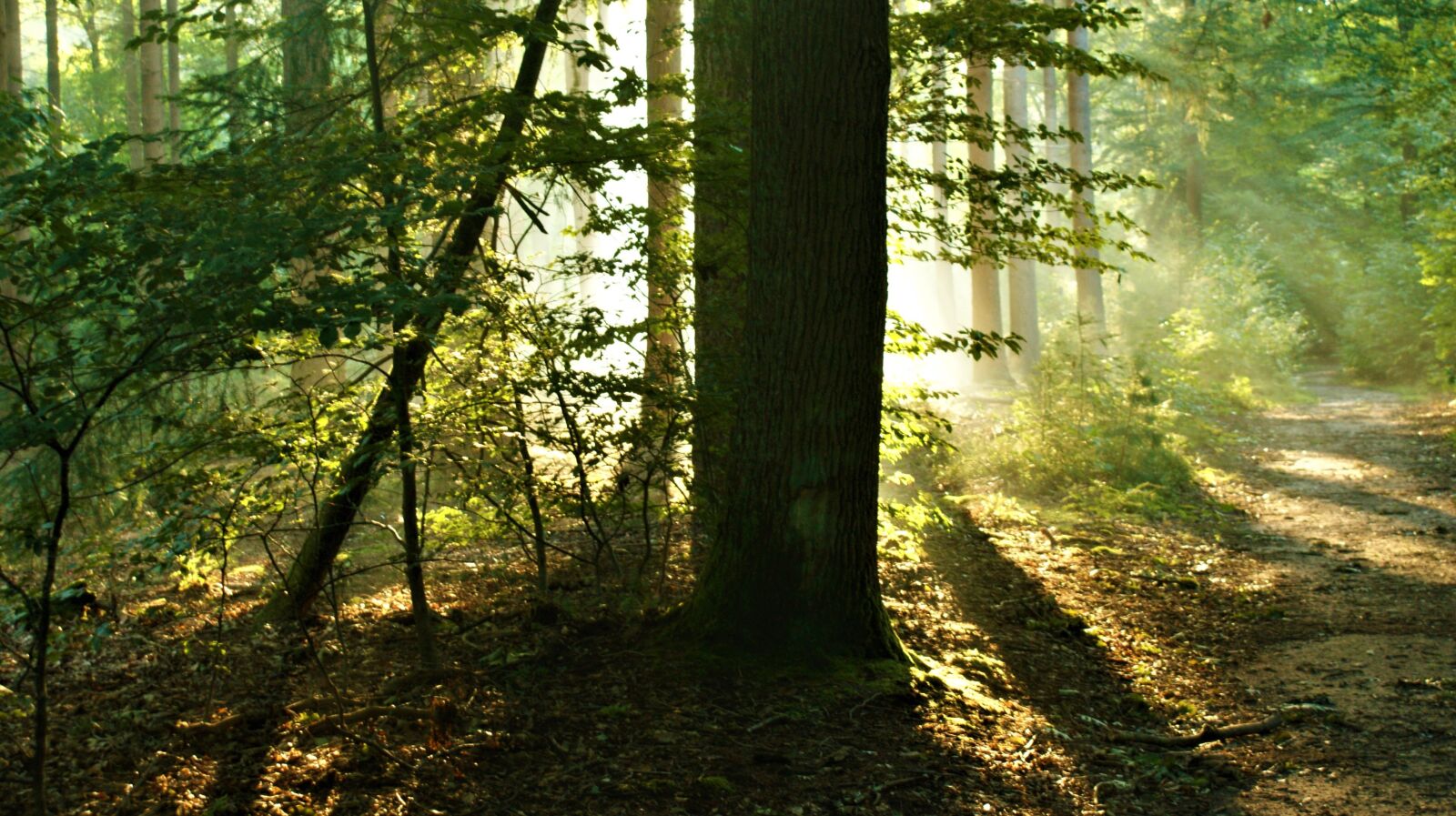 Sony Alpha DSLR-A350 sample photo. Mist, forest, sun rays photography