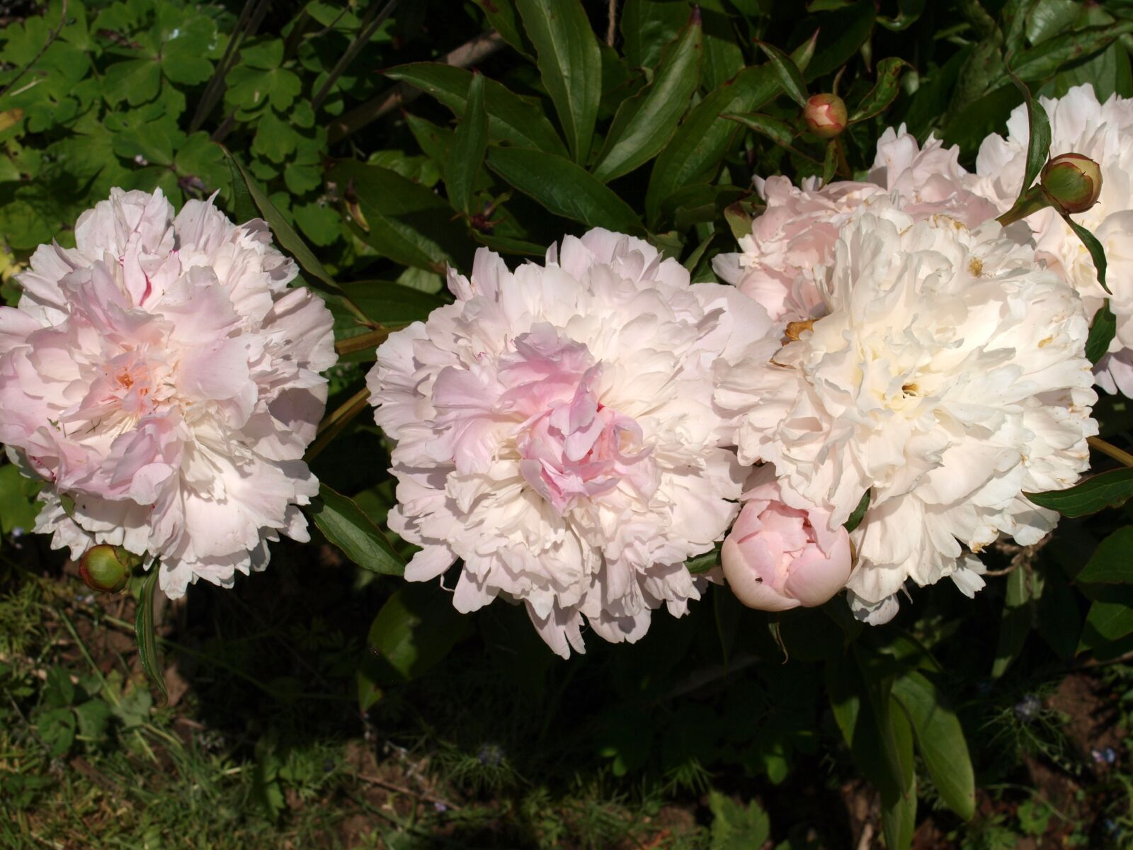 Olympus E-520 (EVOLT E-520) sample photo. Peony, flower, bloom photography