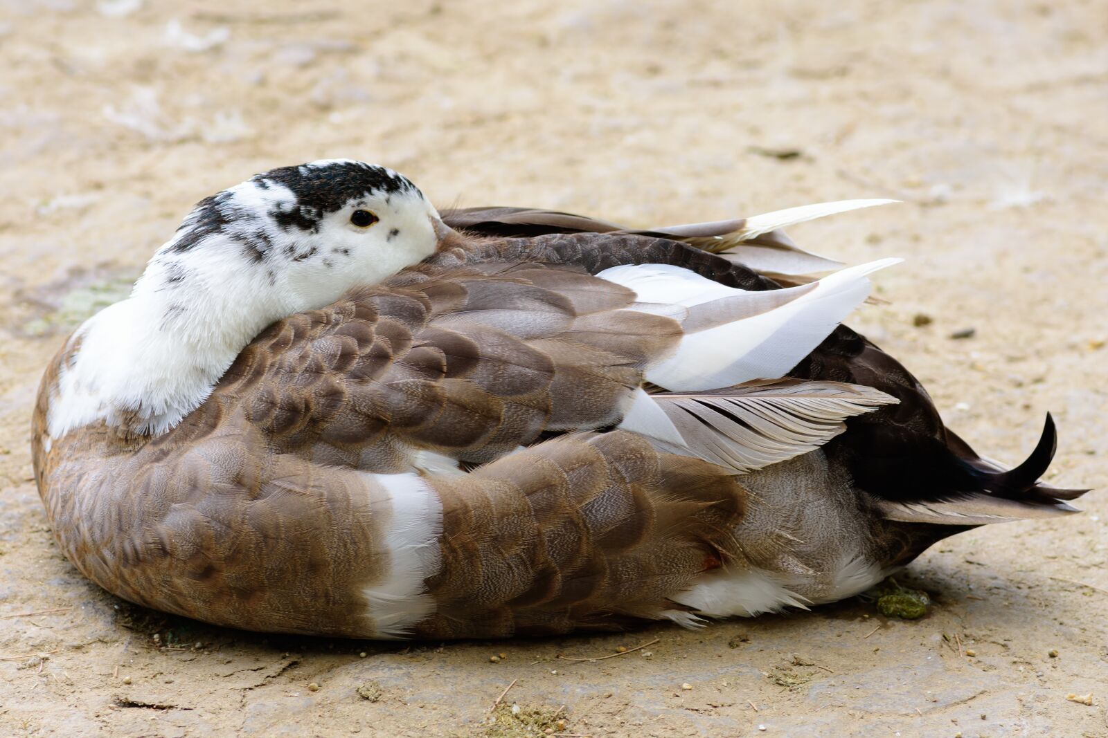 Nikon D7200 sample photo. Duck, swan, bird photography