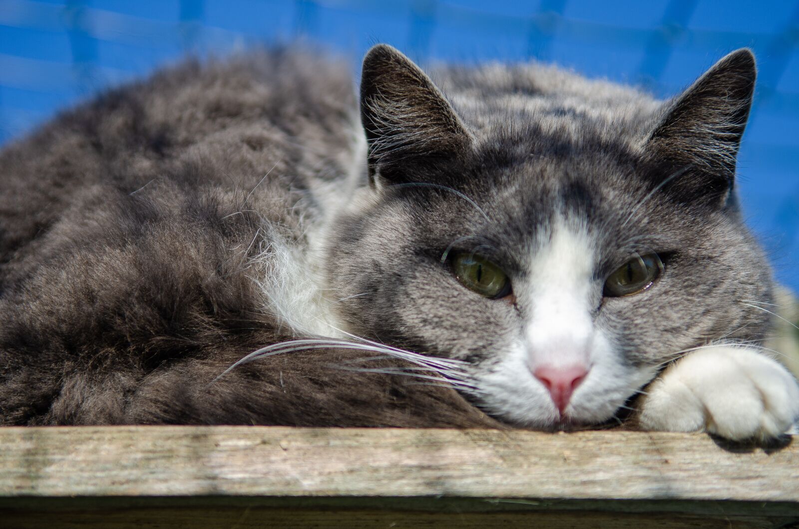 Nikon D7000 sample photo. Cat, portrait, feline photography