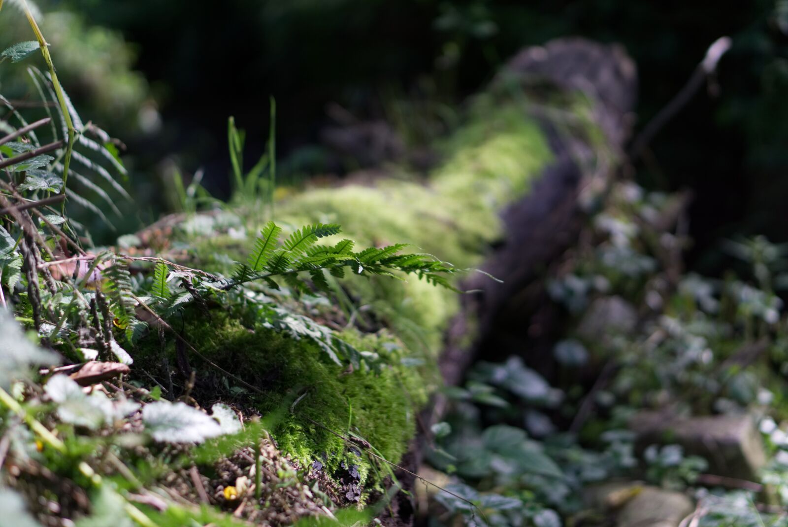 E 50mm F1.8 OSS sample photo. Fern, grass, in the photography