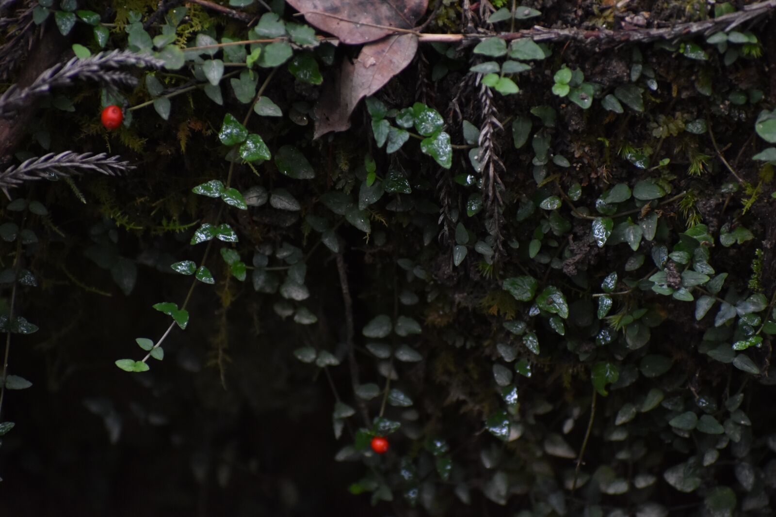 Nikon D3400 sample photo. Green, red, nature photography