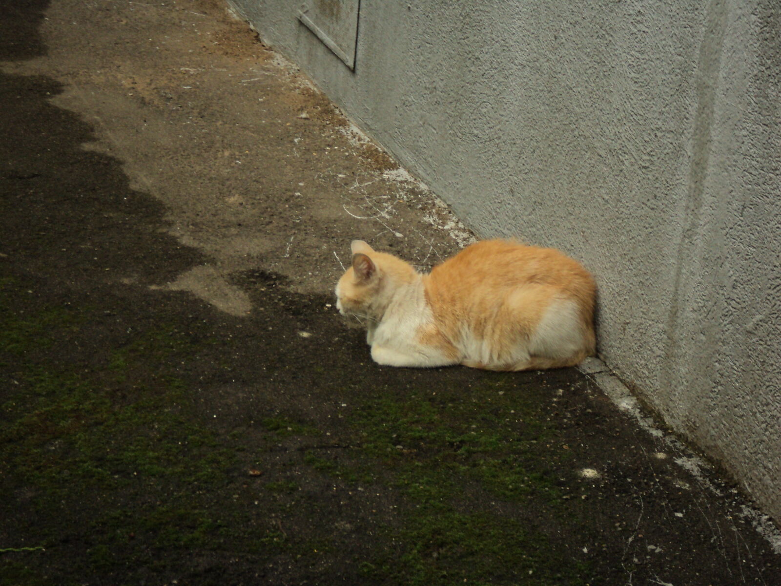 Sony DSC-S2100 sample photo