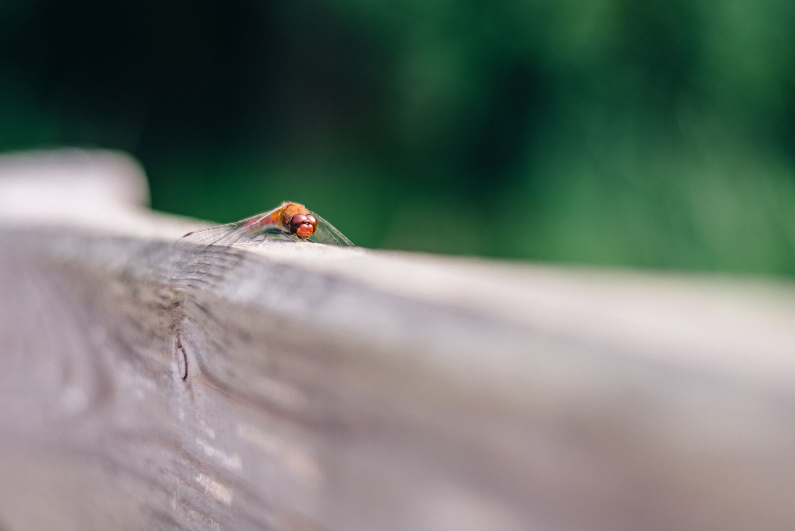 Nikon D800 sample photo. Ważka, bokeh, blur photography