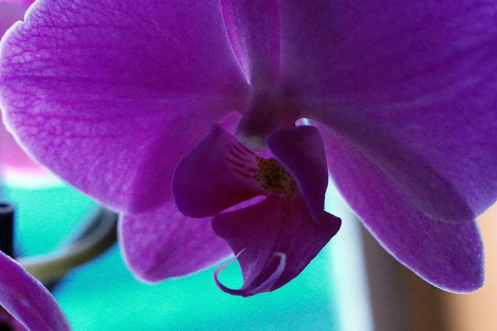 E 50mm F1.8 OSS sample photo. Orchid, tropical, houseplant photography