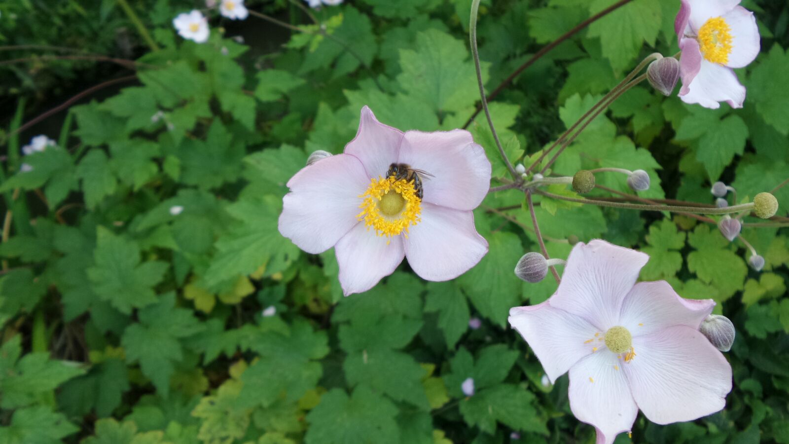 Samsung Galaxy K Zoom sample photo. Flower, bee, insect photography