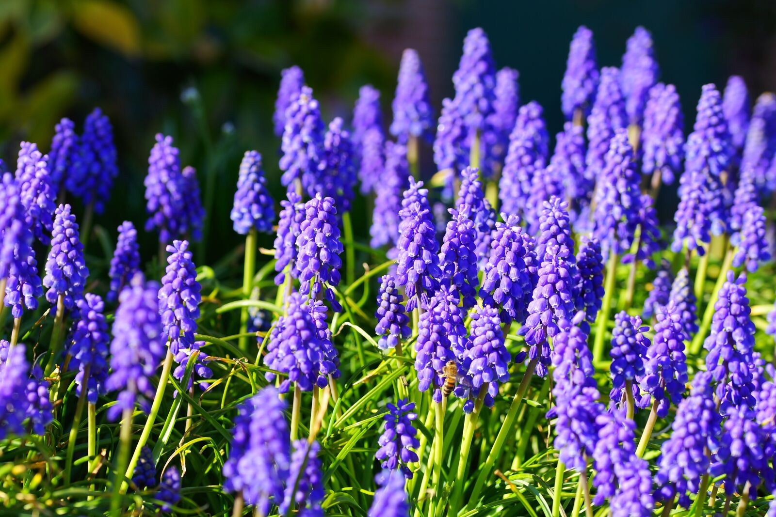 Sony a99 II sample photo. Hyacinth, flowers, blue photography