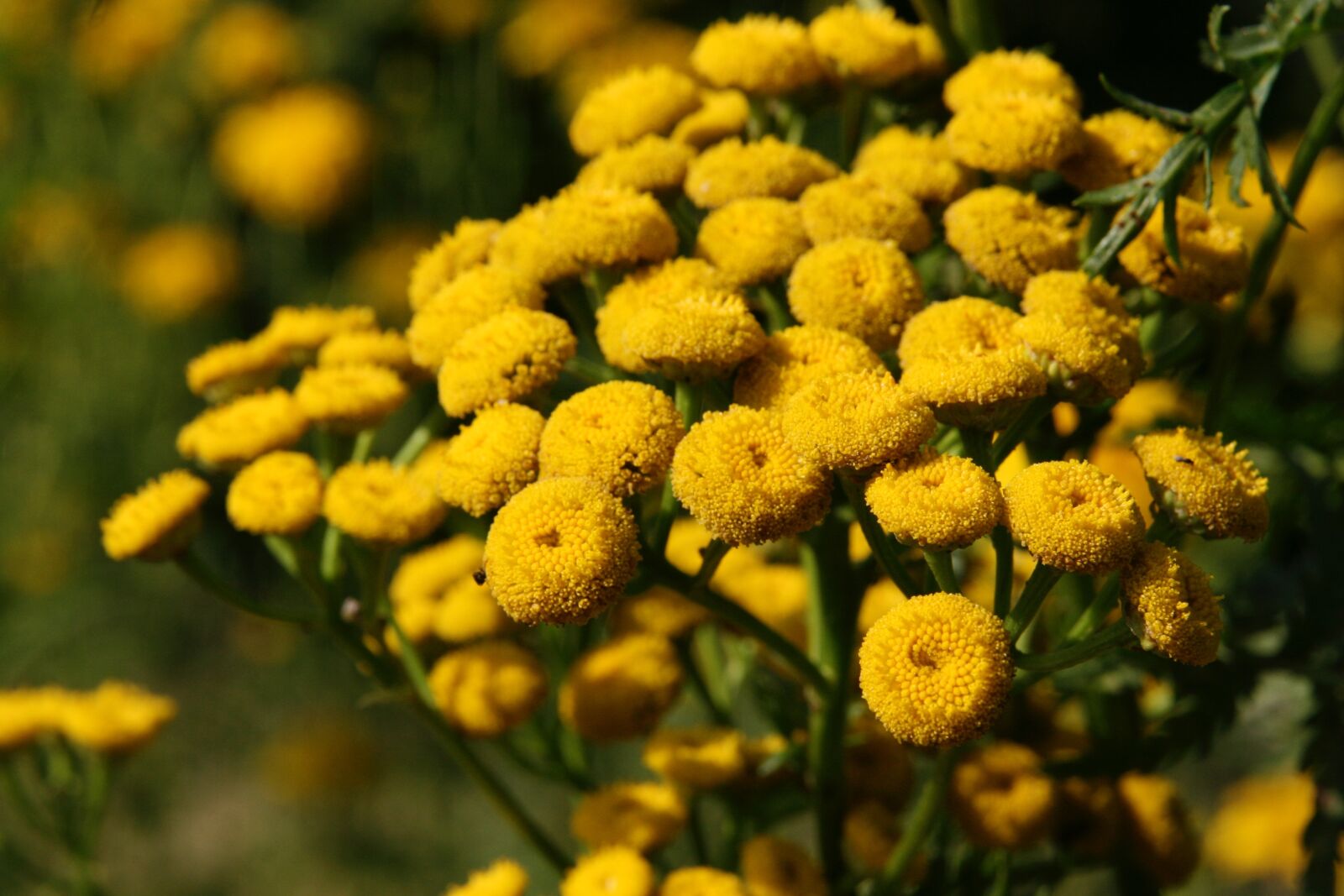 Canon EOS 400D (EOS Digital Rebel XTi / EOS Kiss Digital X) sample photo. Flowers, yellow, pointed flower photography