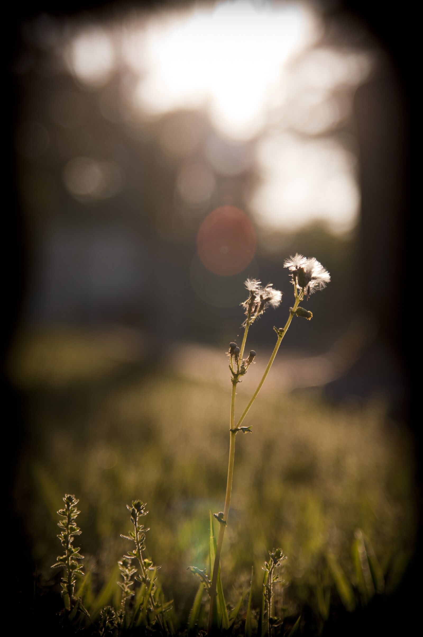 Canon EOS 40D sample photo. Dandelion, grass, sunset photography