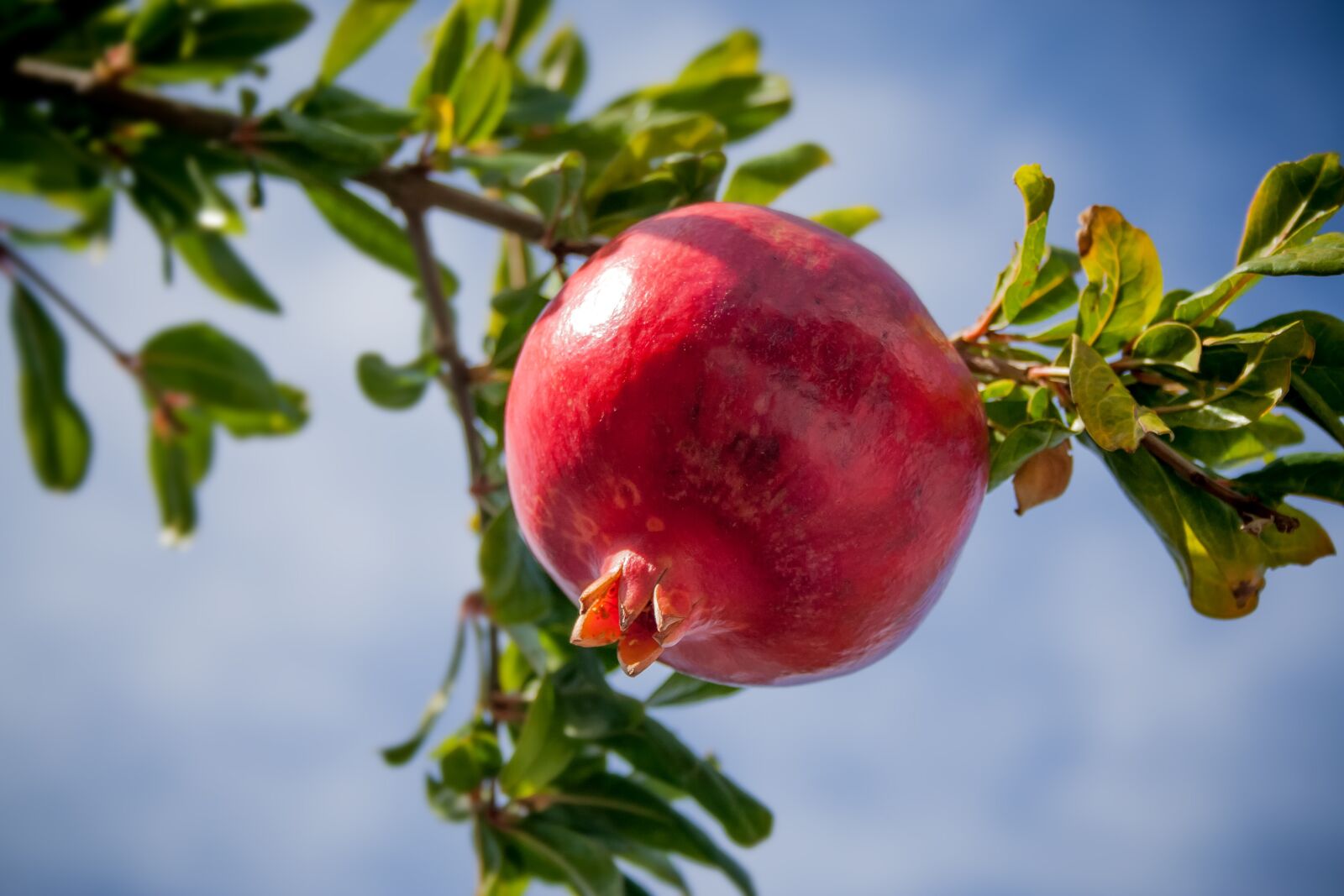 Canon EOS 350D (EOS Digital Rebel XT / EOS Kiss Digital N) sample photo. Pomegranate, fruit, tropics photography