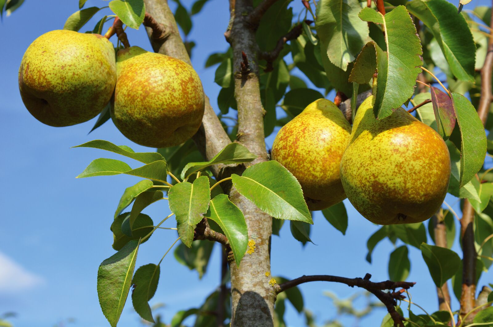 Nikon D3200 sample photo. Pears, fruit, fruit tree photography