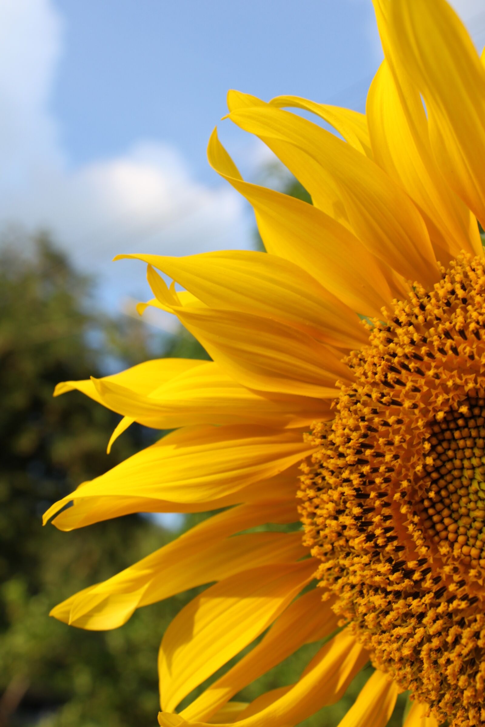 Canon EOS 500D (EOS Rebel T1i / EOS Kiss X3) sample photo. Sunflower, flowers, yellow photography