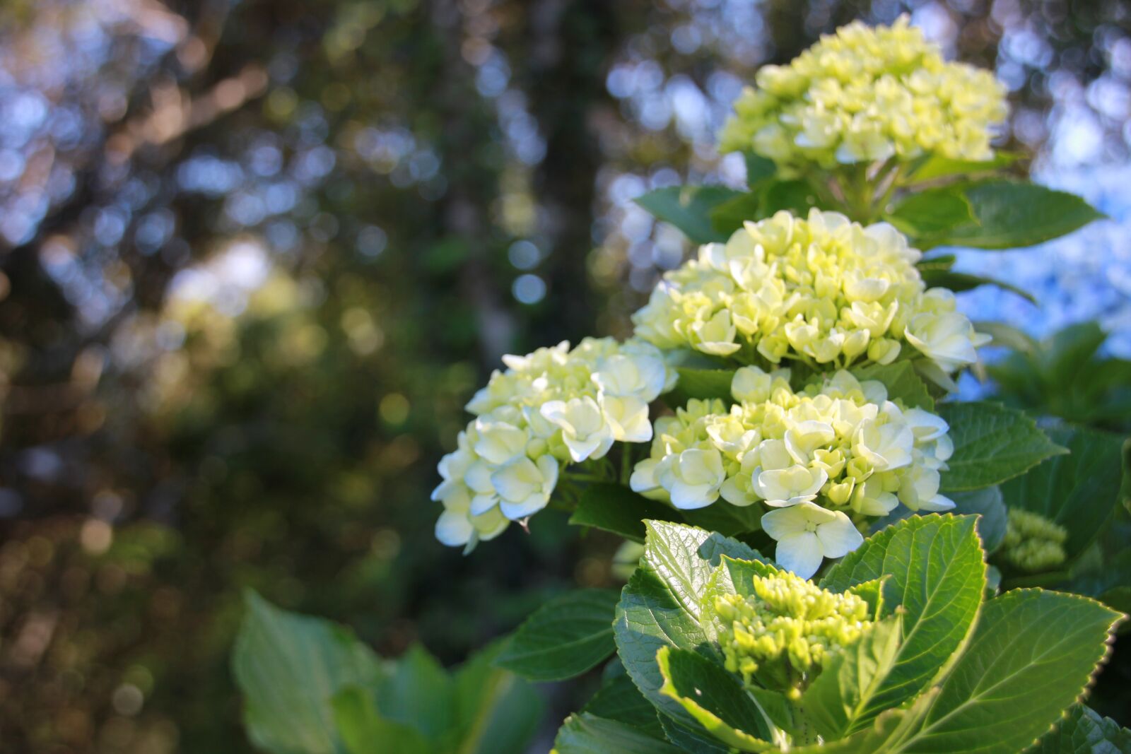 Canon EOS 550D (EOS Rebel T2i / EOS Kiss X4) sample photo. Flower, flowers, nature photography