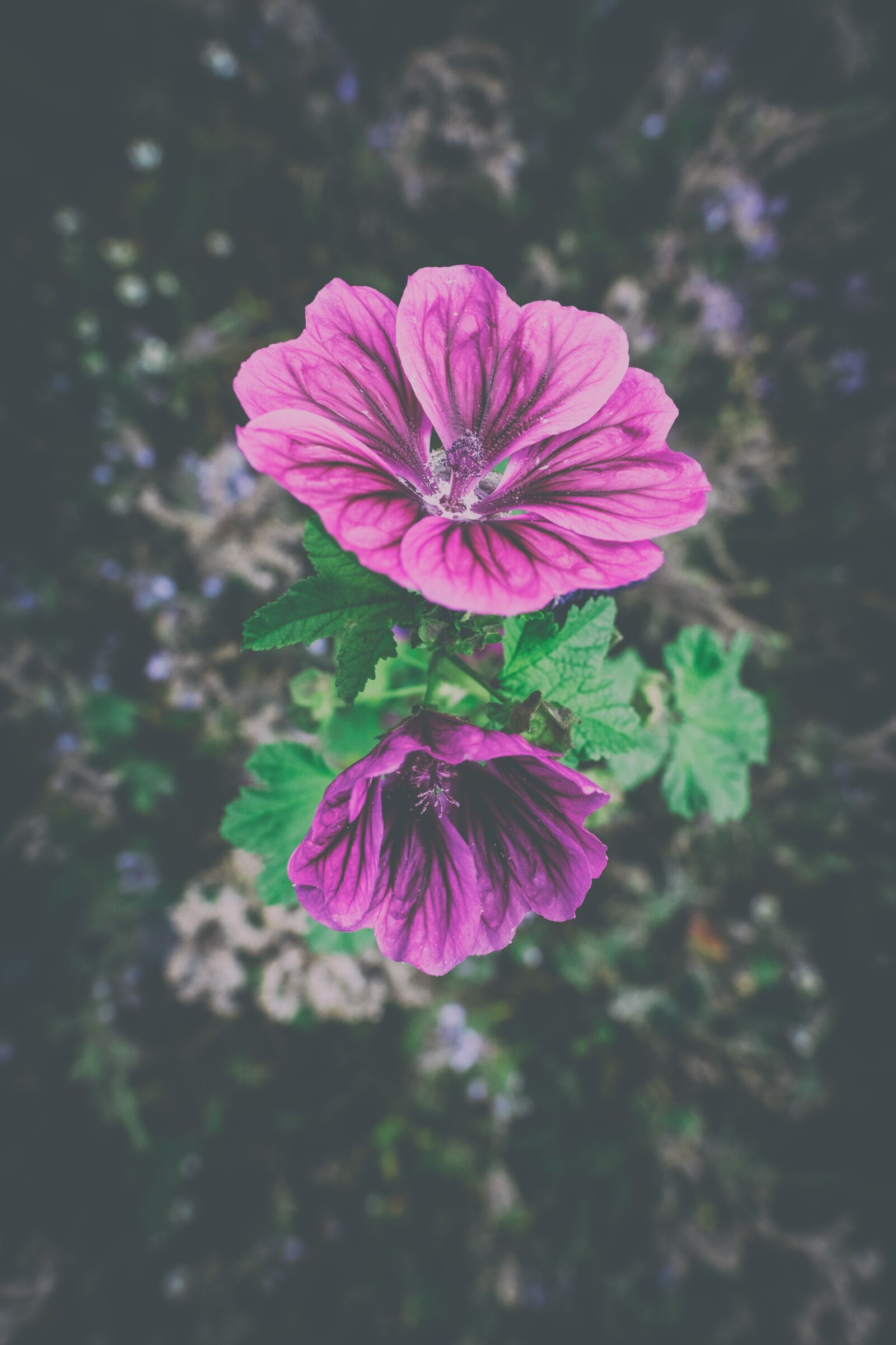 Fujifilm X-T2 + Fujifilm XF 16mm F1.4 R WR sample photo. Roses-mallow, mallow, rose mallow photography