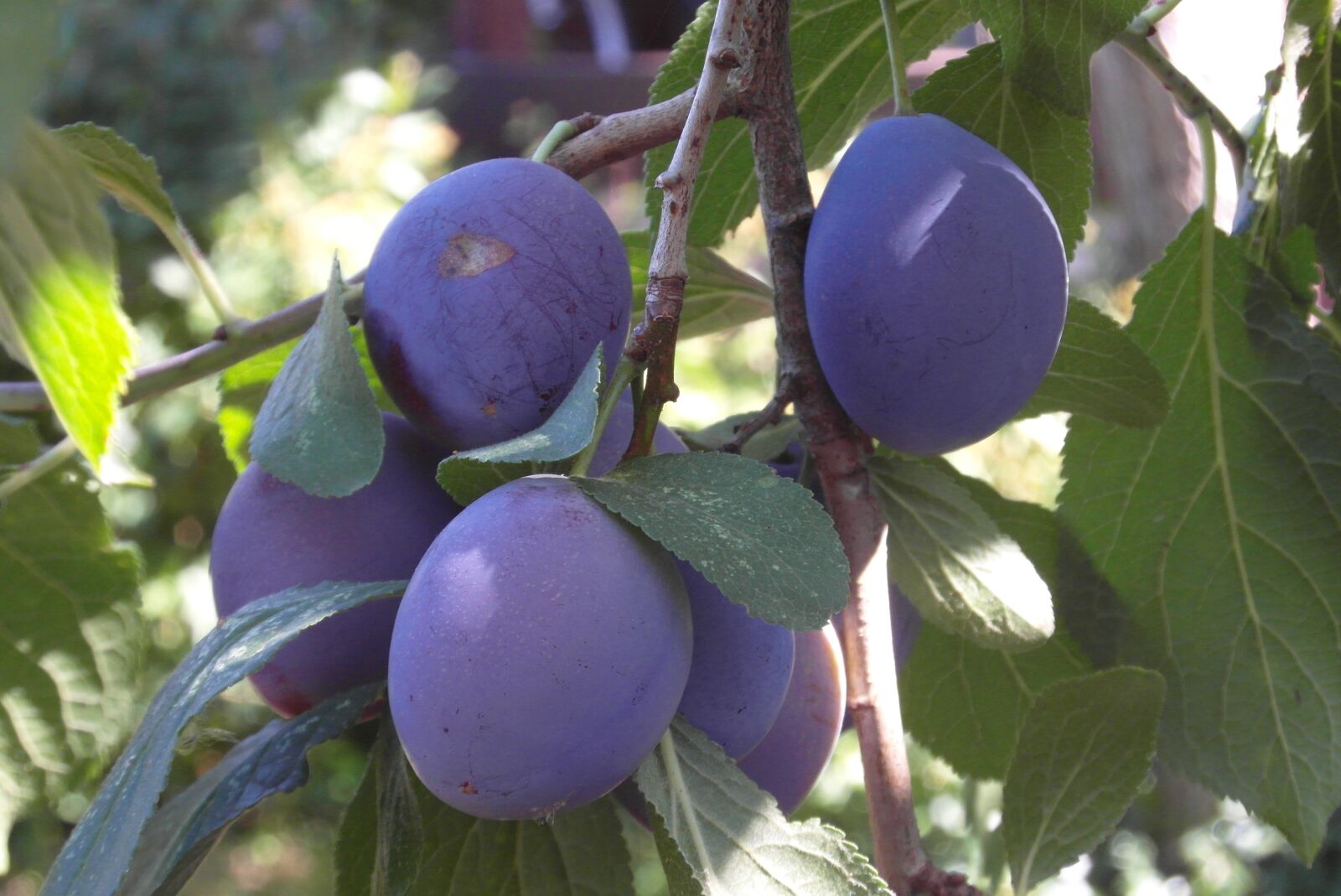 Samsung WB750 sample photo. Plum, branch, fruit photography