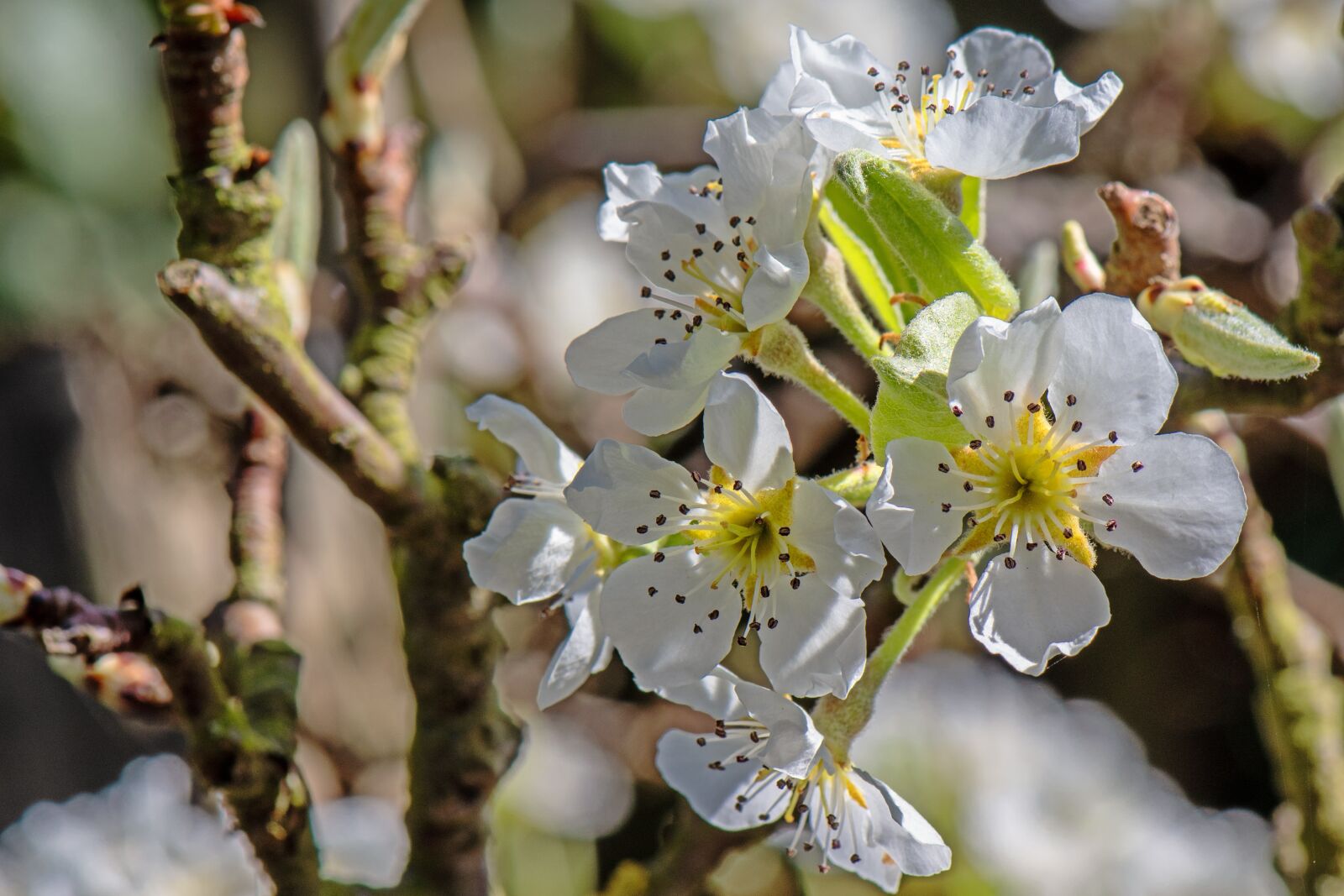 Nikon D7500 sample photo. Blossom, bloom, spring photography