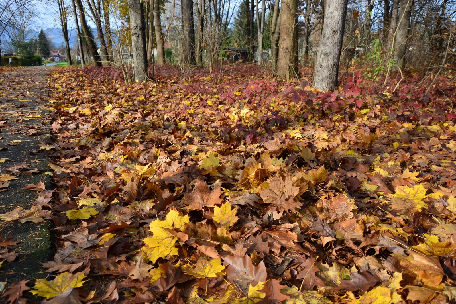 Nikon D7100 sample photo. Autumn, brown, yellow photography