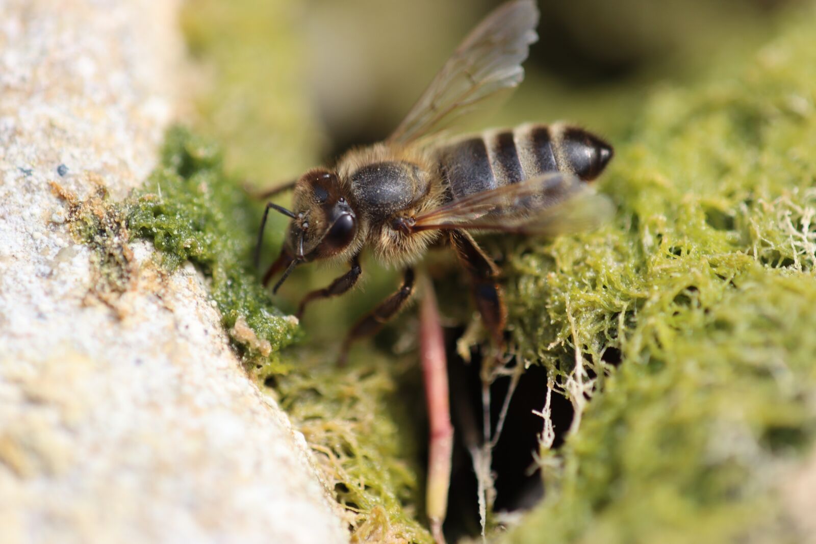Canon EOS 90D sample photo. Bee, drink, bach photography
