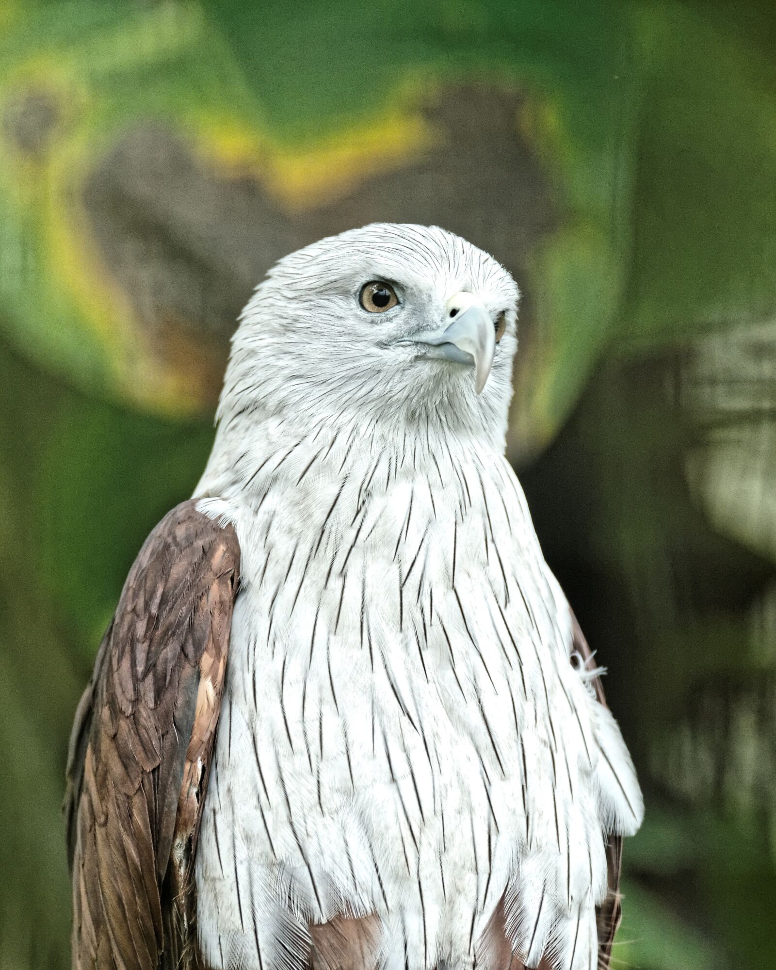 Nikon D4 sample photo. Brahminy kite, kite, bird photography