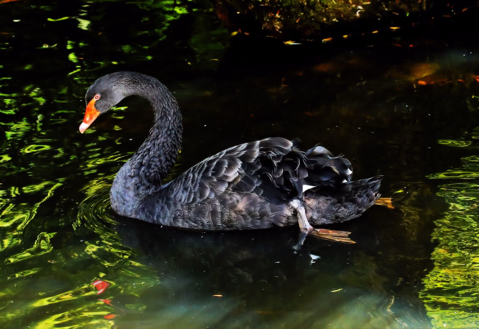 Sony a99 II sample photo. Mourning swan, black swan photography