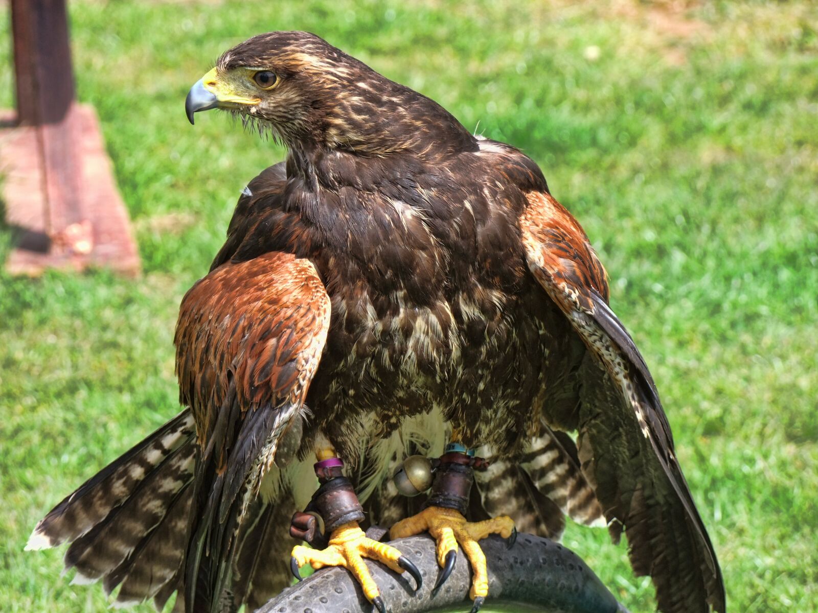 FujiFilm FinePix S200EXR (FinePix S205EXR) sample photo. Eagle, british, american photography