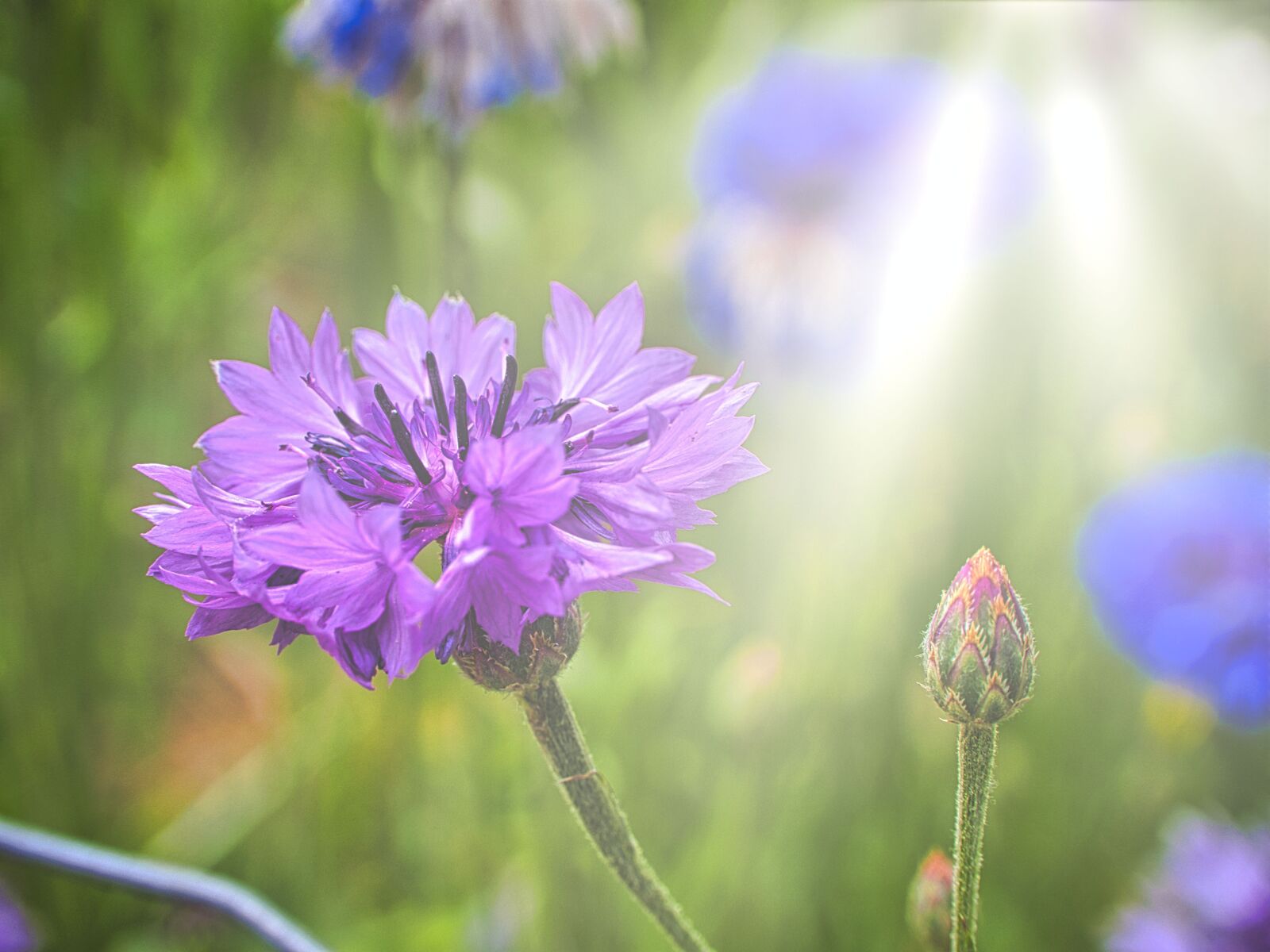 Olympus OM-D E-M10 III sample photo. Flower, plant, petals photography