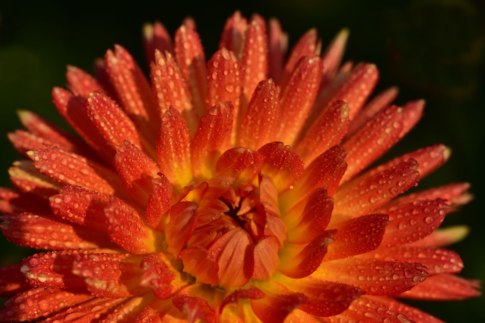 Nikon D750 sample photo. Dahlia, flower, blossom photography