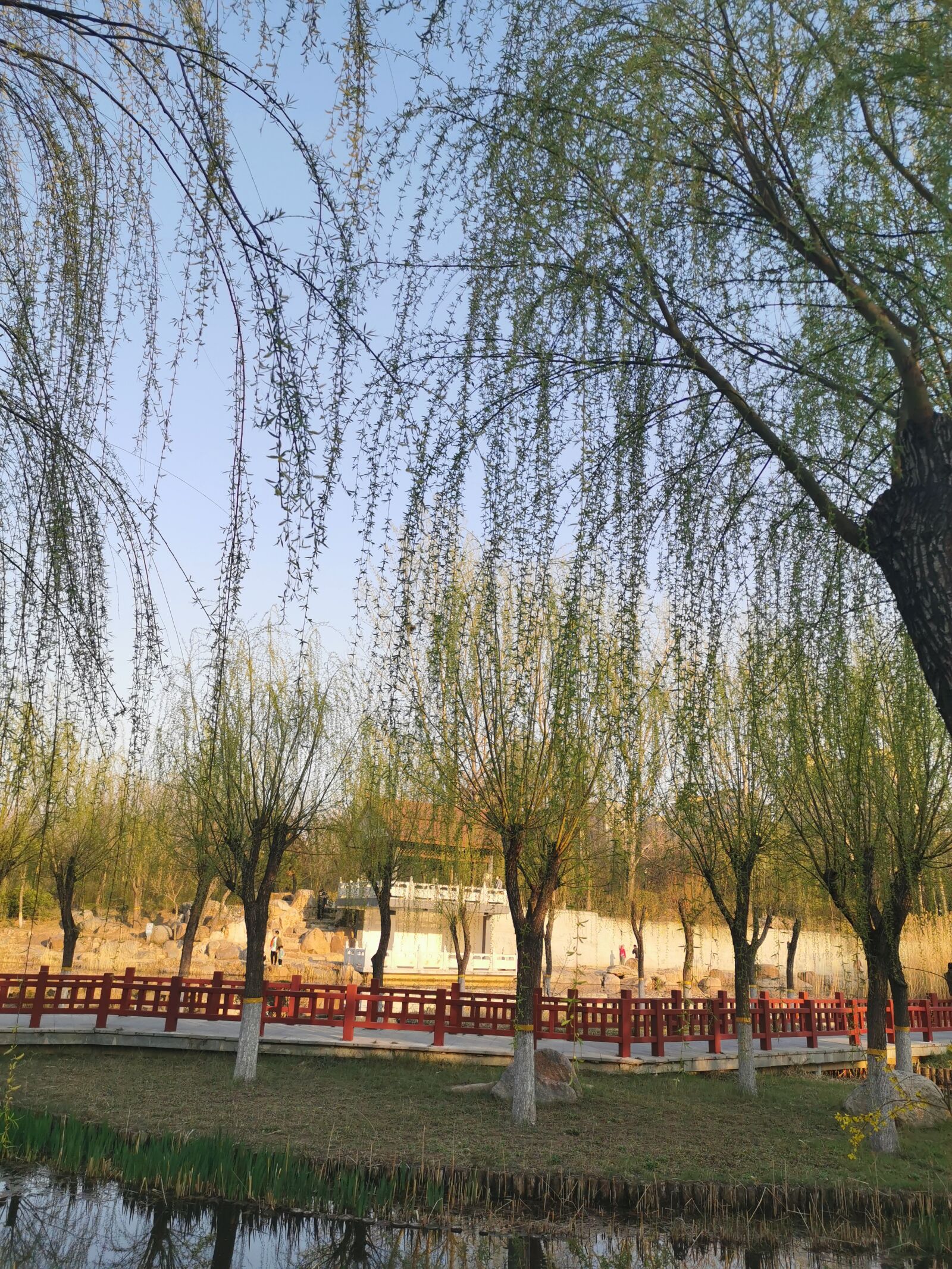 HUAWEI P30 sample photo. Spring, tree, sky photography