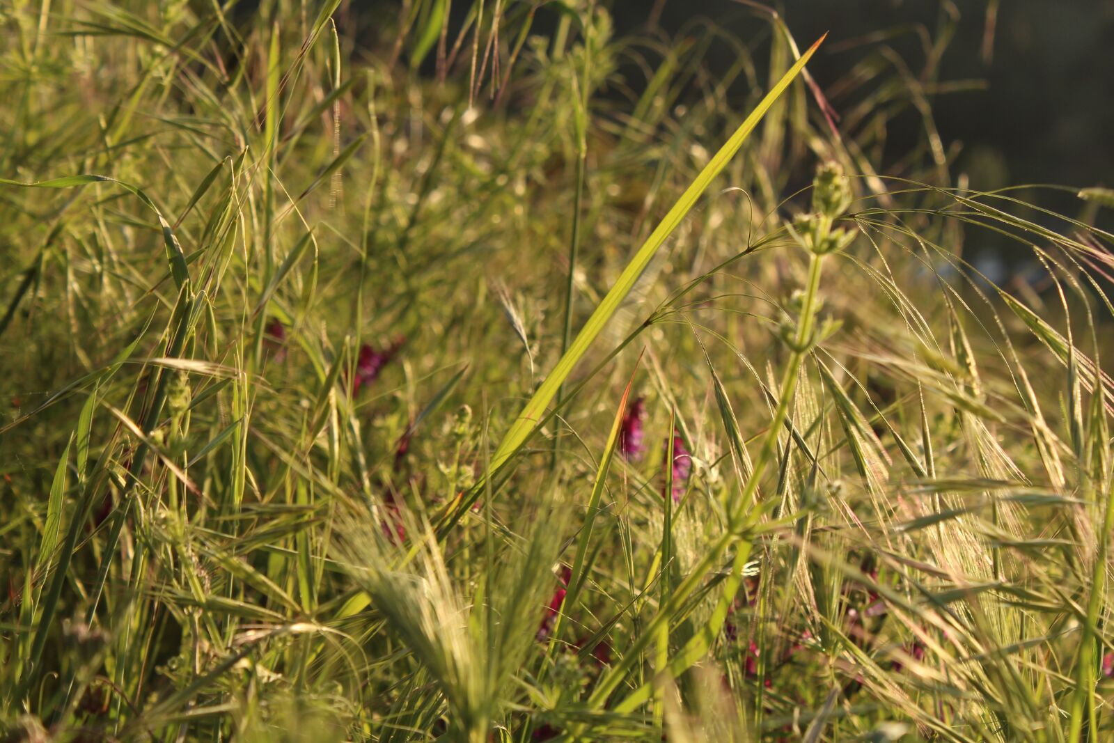 Canon EOS 700D (EOS Rebel T5i / EOS Kiss X7i) sample photo. Sun, green, botanik photography