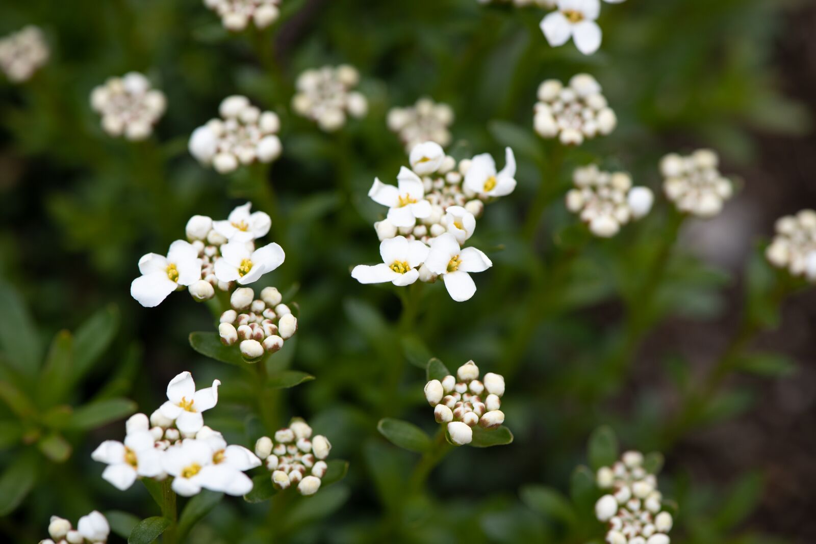 Nikon D750 sample photo. Flowers, garden, in the photography