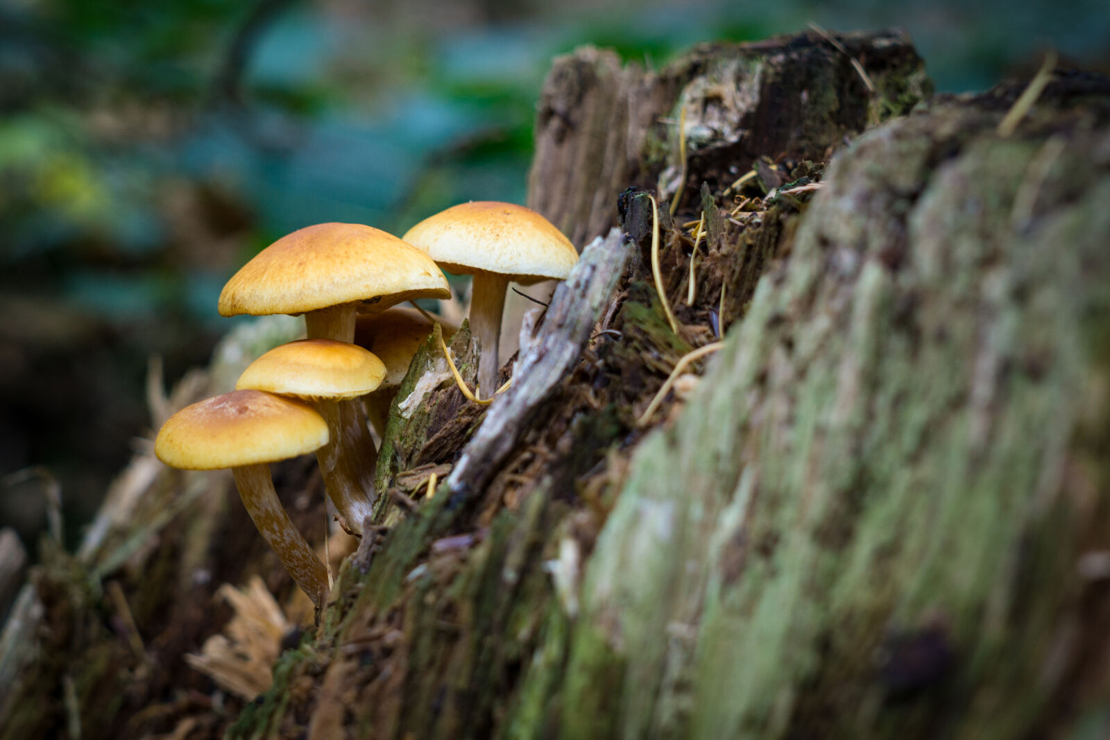 Sony a6000 + Sigma 30mm F2.8 EX DN sample photo. Blur, close, up, depth photography