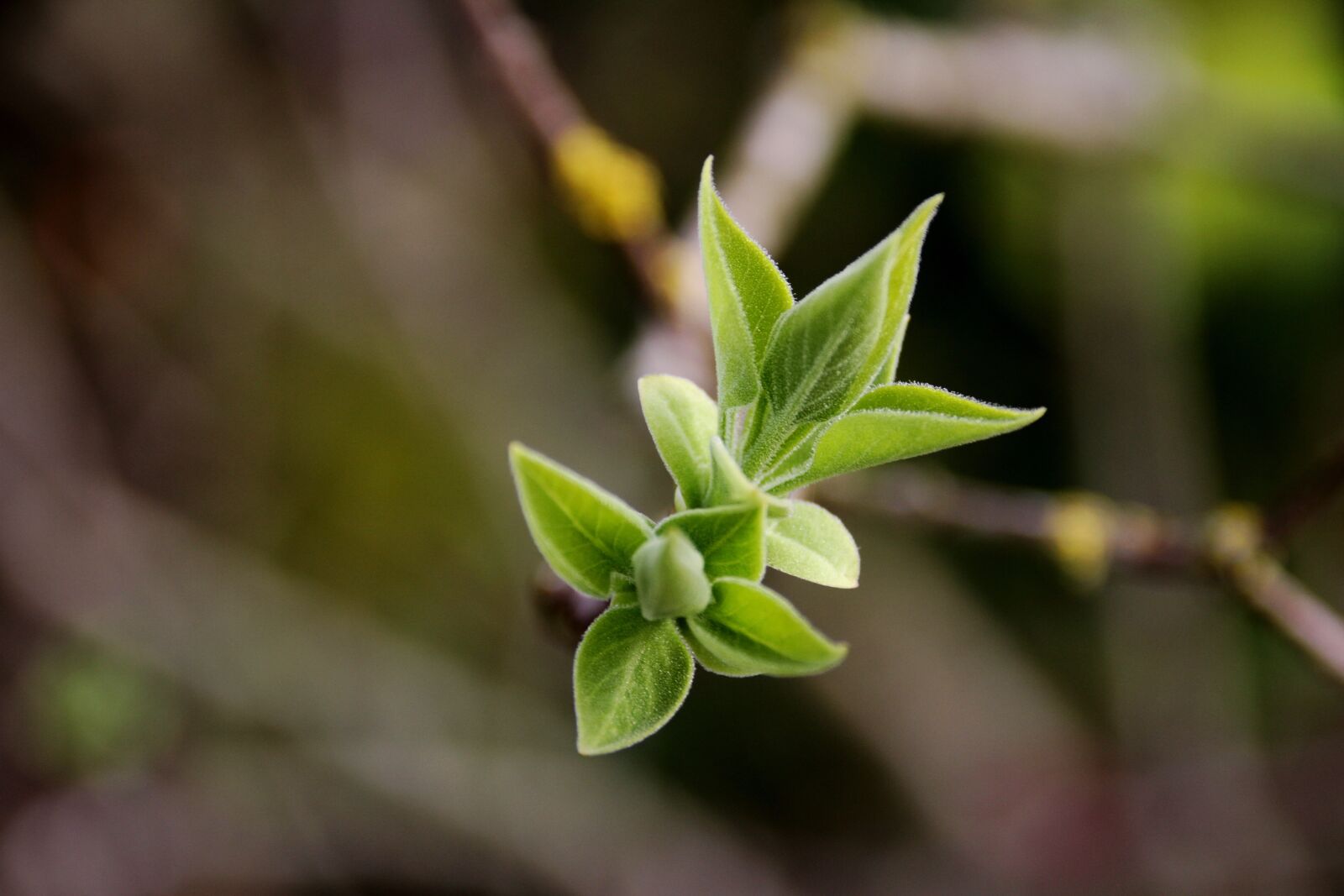 Canon EOS 7D sample photo. Bud, leaf, plant photography