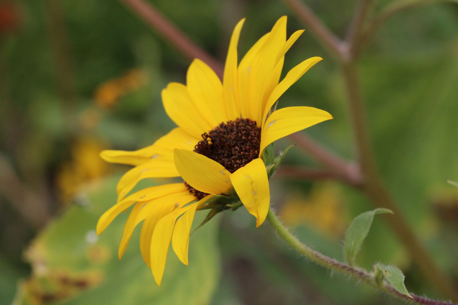 Canon EOS 70D sample photo. Livermore, flowers, california photography