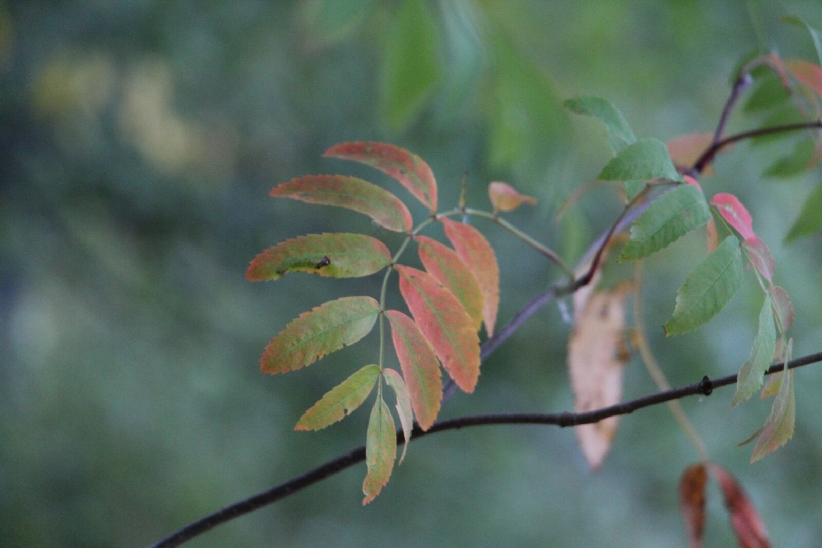 Canon EOS 1200D (EOS Rebel T5 / EOS Kiss X70 / EOS Hi) sample photo. Leaf, autumn, fall photography