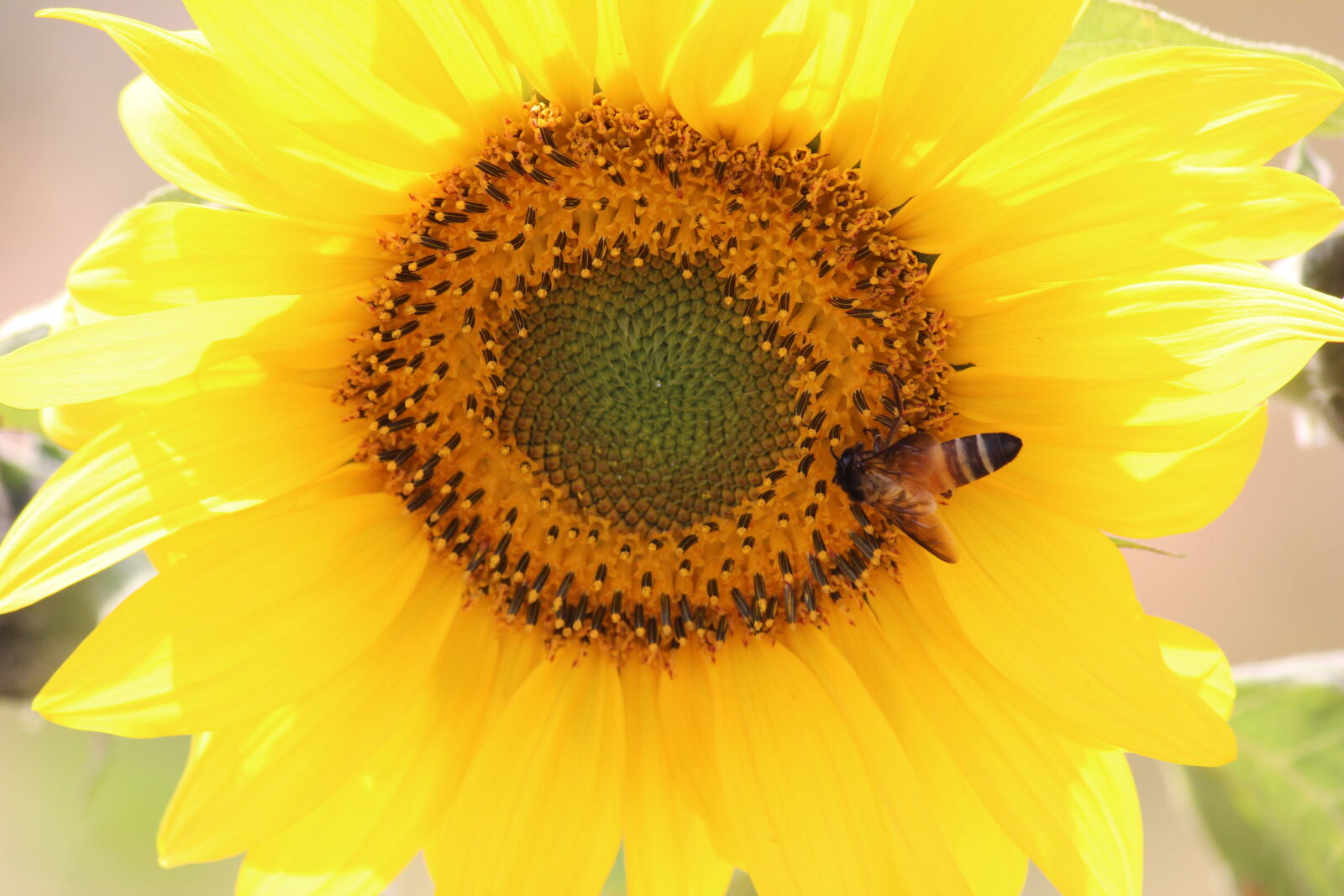 Canon EOS 600D (Rebel EOS T3i / EOS Kiss X5) sample photo. Beautiful, flowers photography