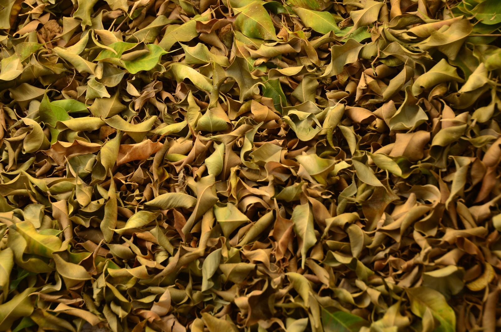 Nikon D5100 sample photo. Leaves, autumn, nature photography