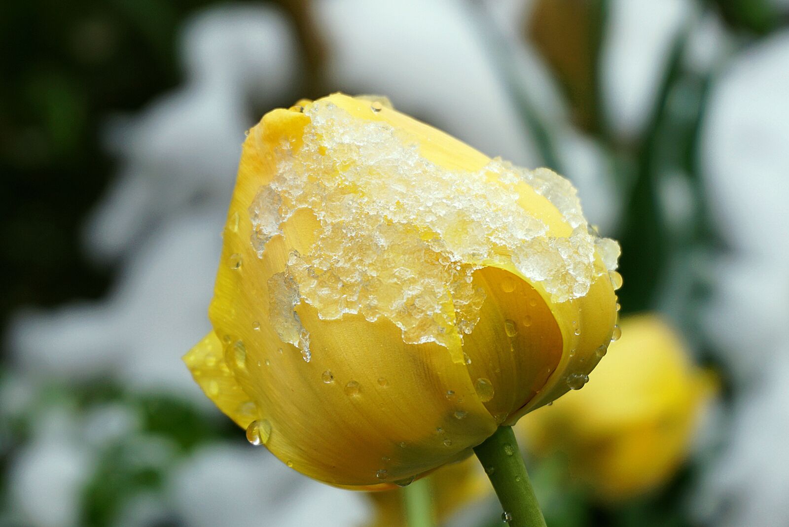 Sony a6000 sample photo. Tulip in the snow photography
