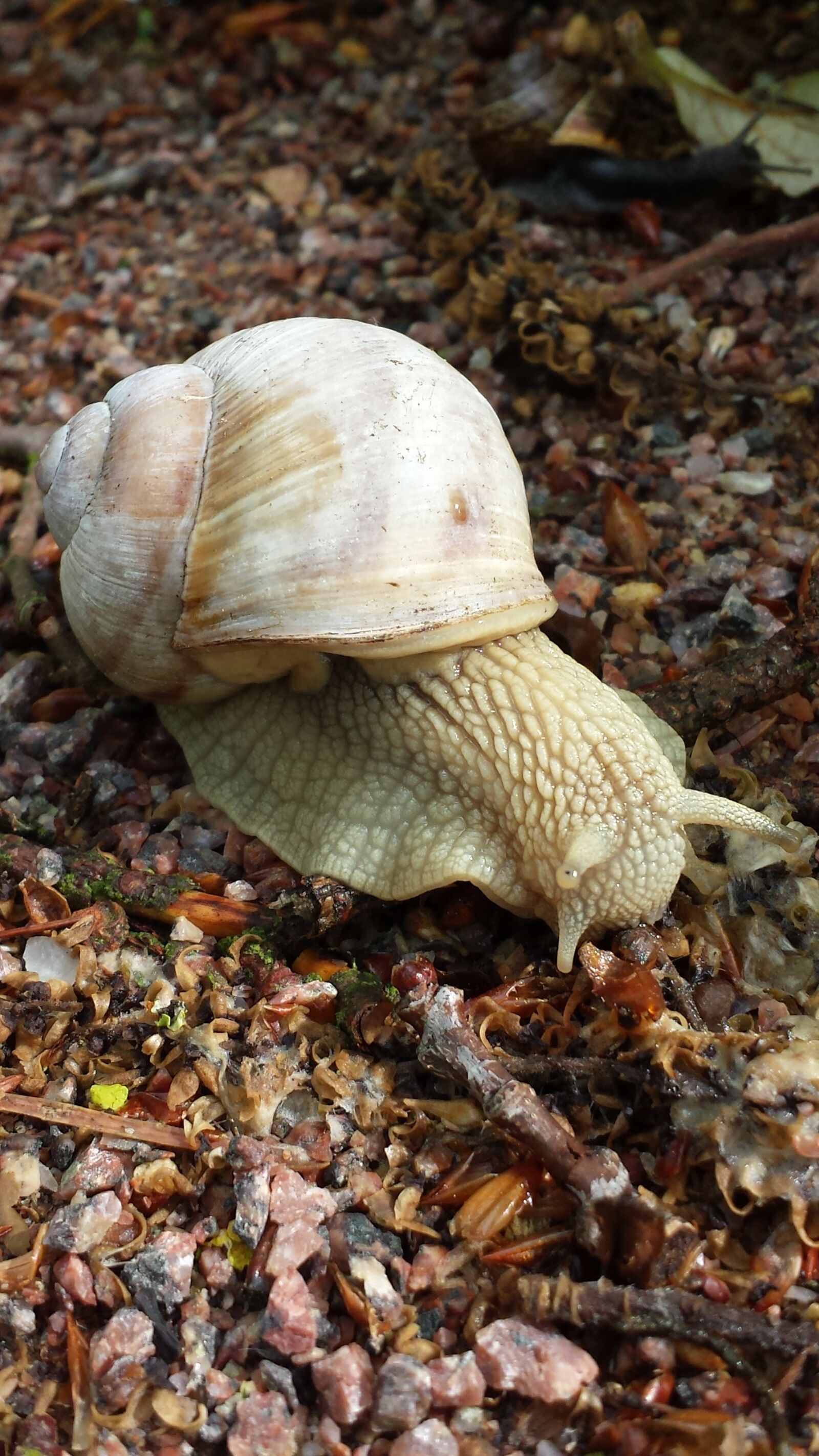 Samsung Galaxy S4 sample photo. Summer, slug, bugs photography