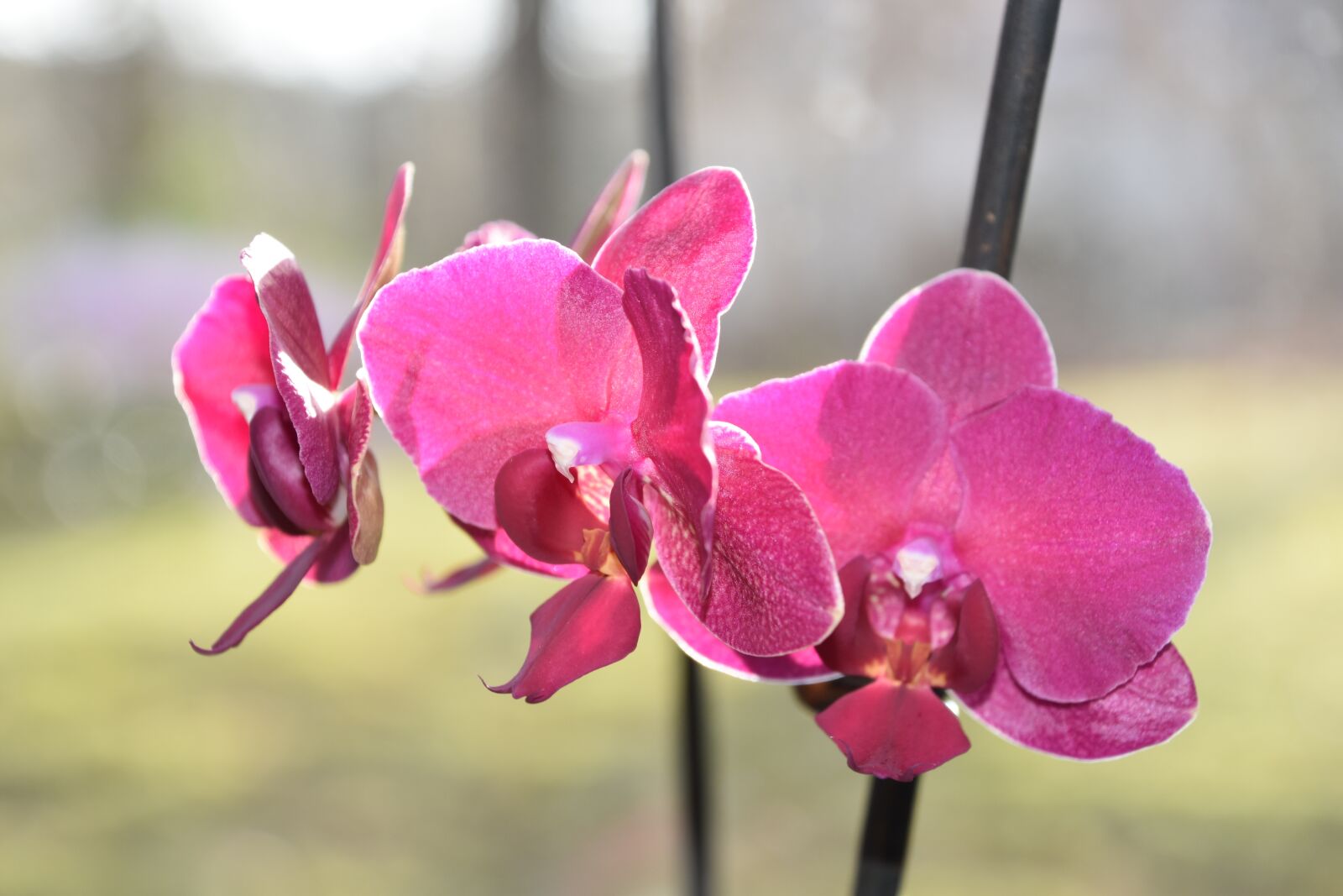 Nikon D5600 sample photo. Nature, flower, plant photography